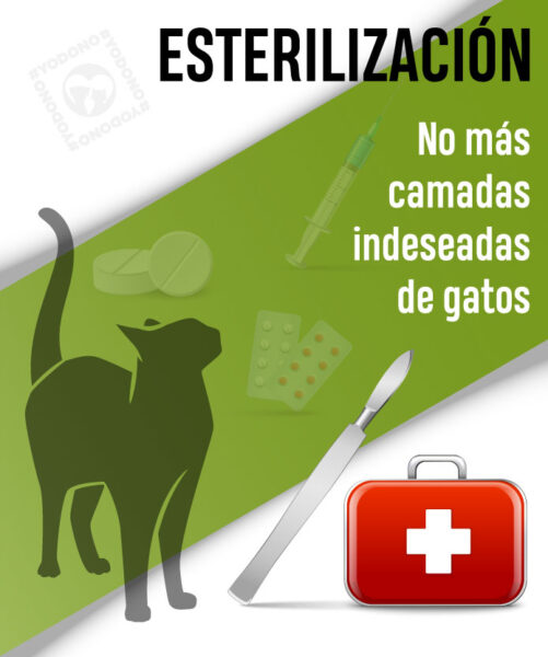Cirugía esterilización gato