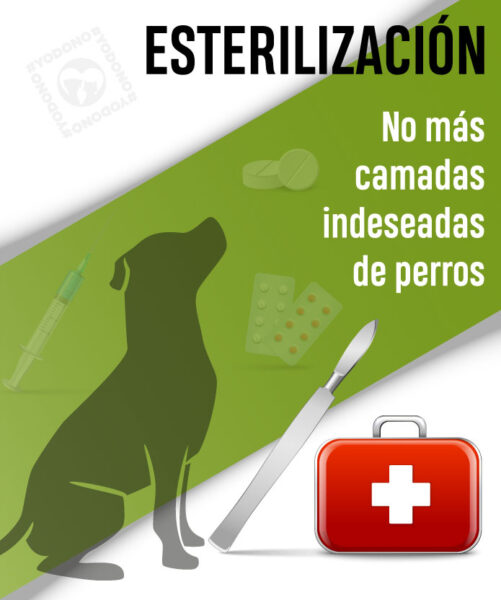 Cirugía esterilización perro