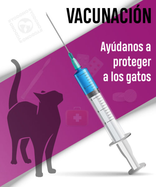 Vacunación pentavalente gatos
